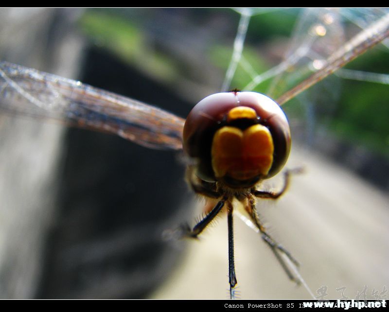 Ƭ 059.jpg