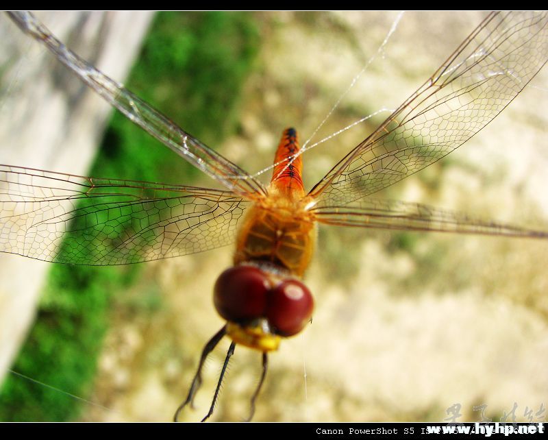 Ƭ 054.jpg