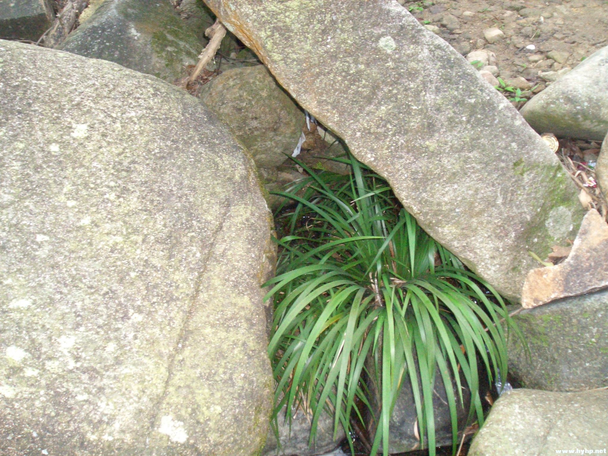 Ƭ 065.jpg
