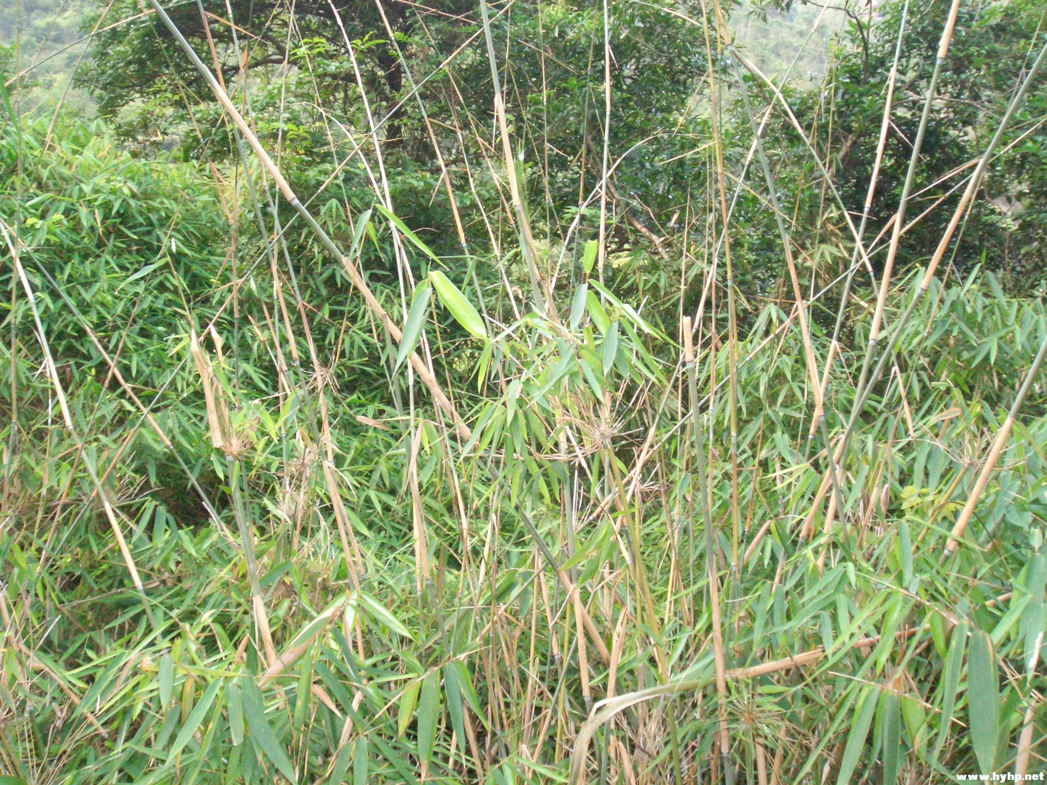 Ƭ 043.jpg