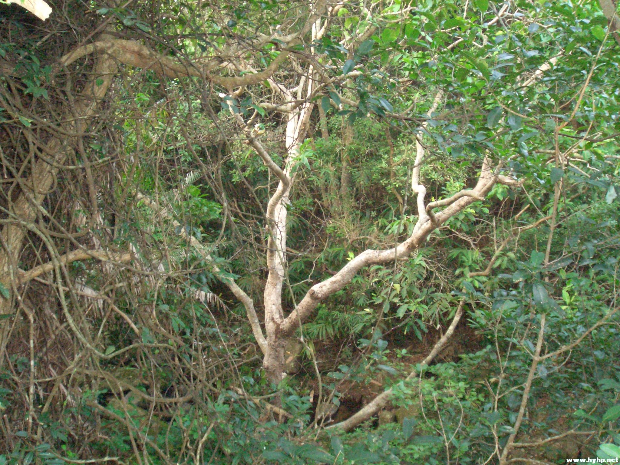 Ƭ 071.jpg