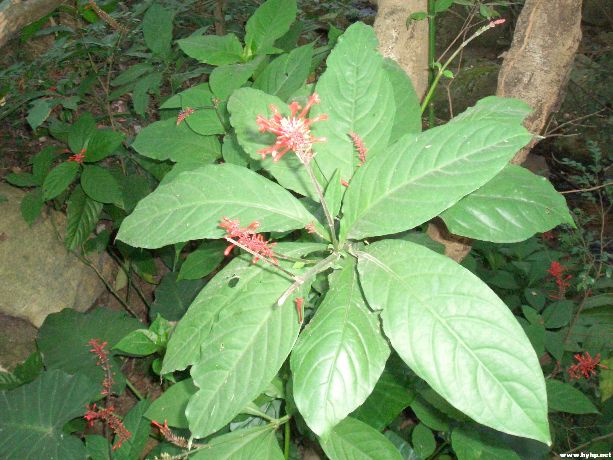 Ƭ 084.jpg