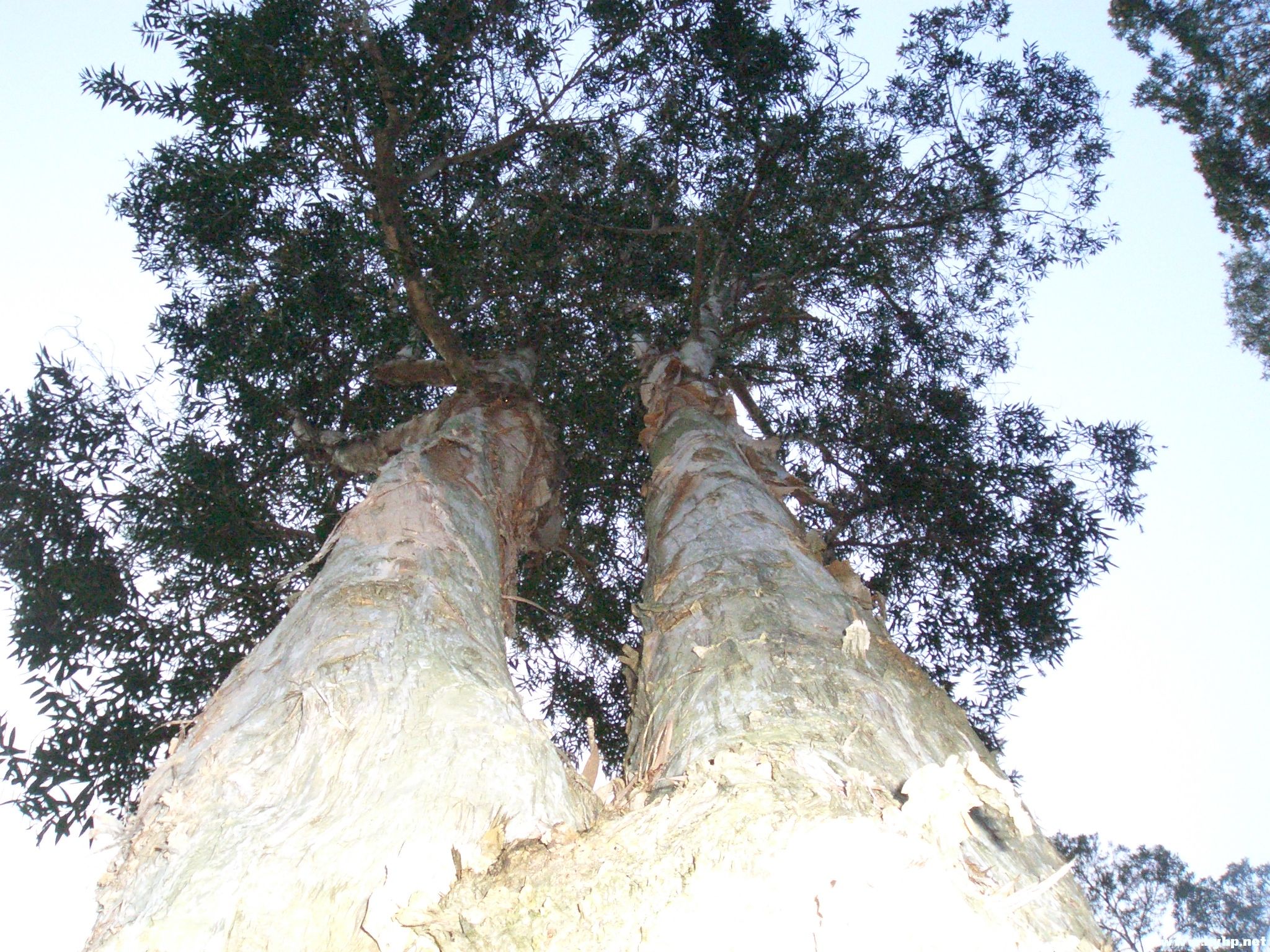 Ƭ 093.jpg