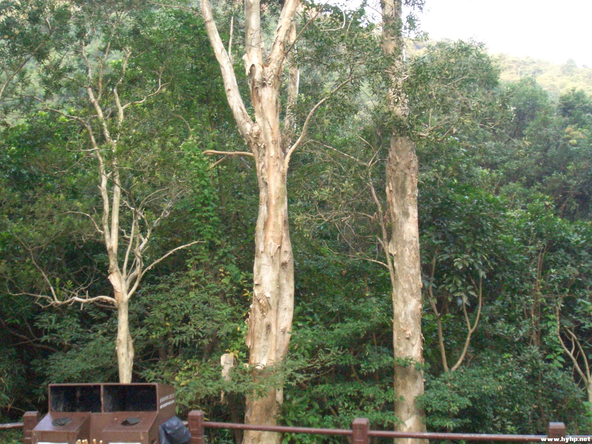 Ƭ 095.jpg