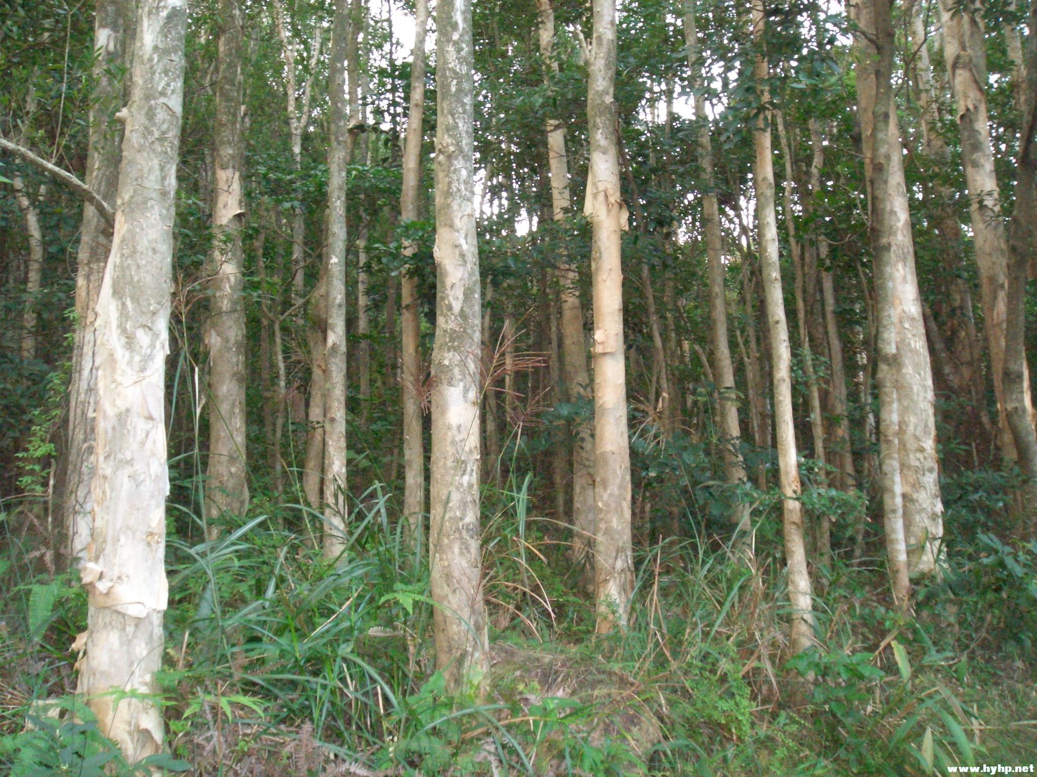 Ƭ 097.jpg