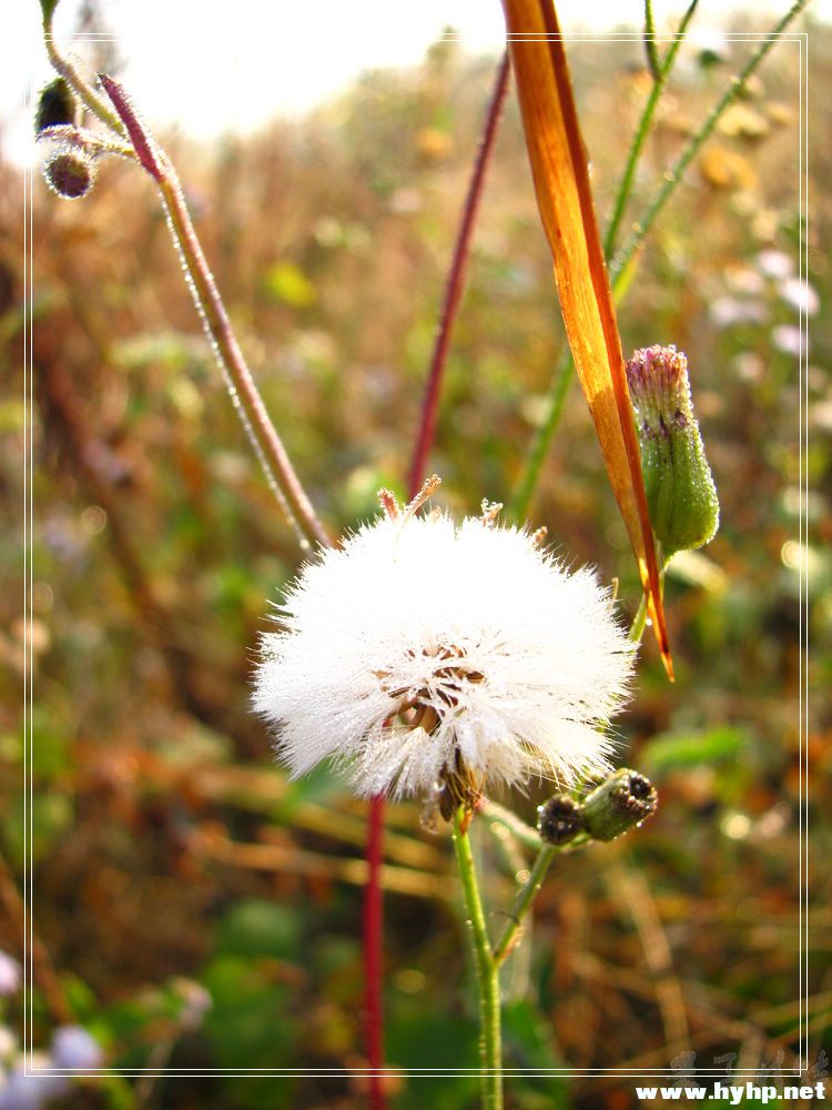 Ƭ 010.jpg