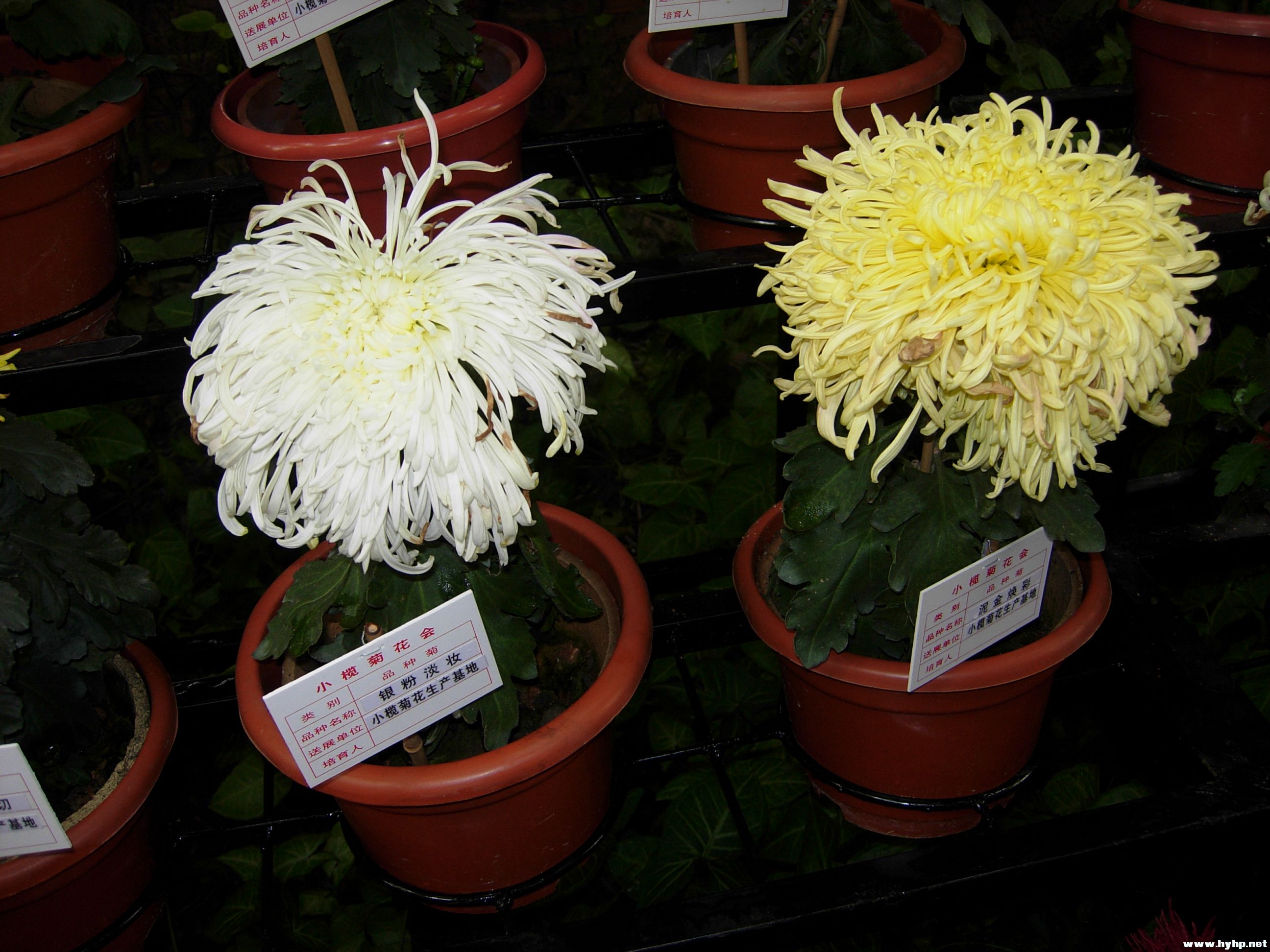 DSCN3987.JPG
