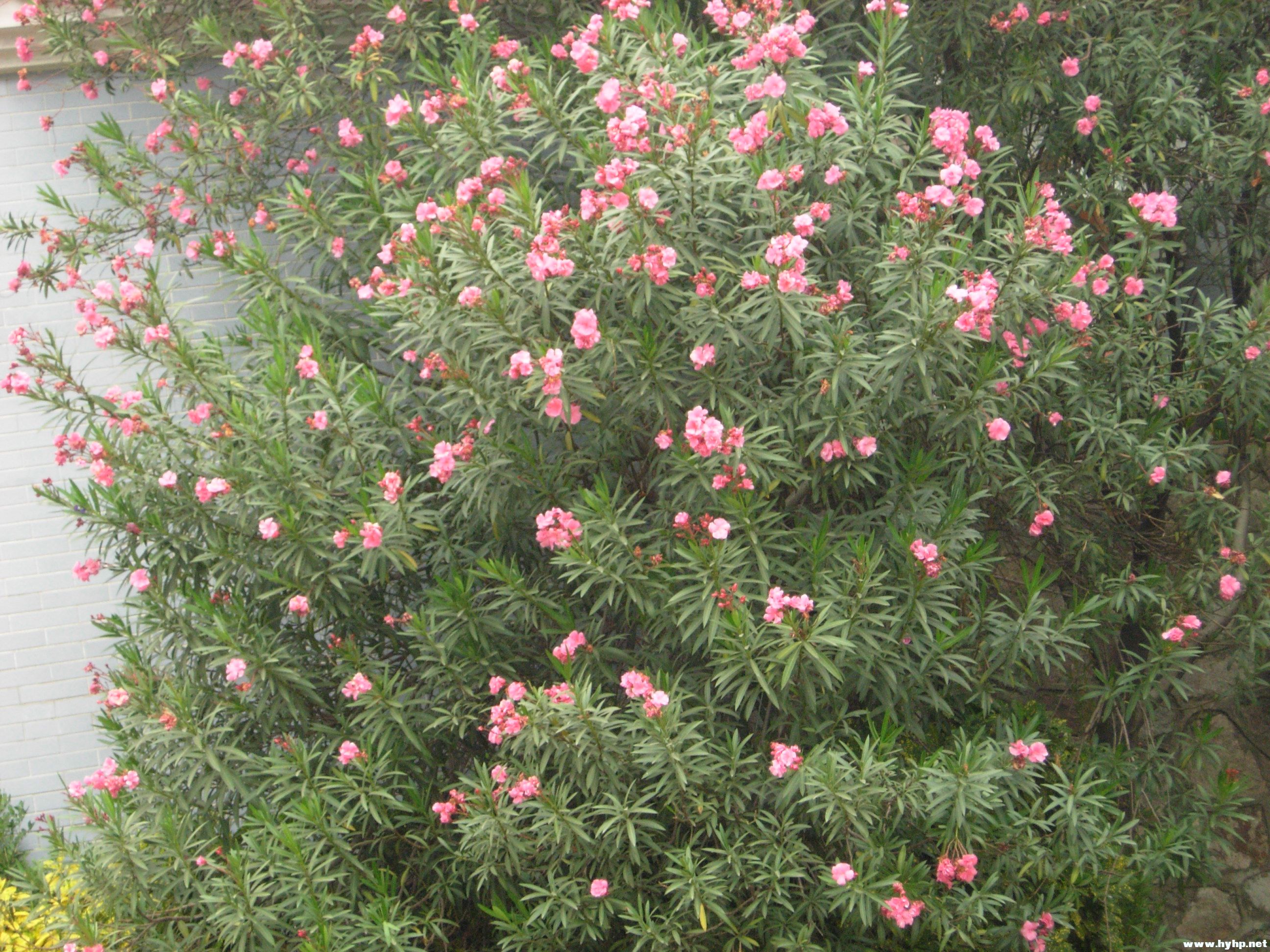 DSCN4017.JPG