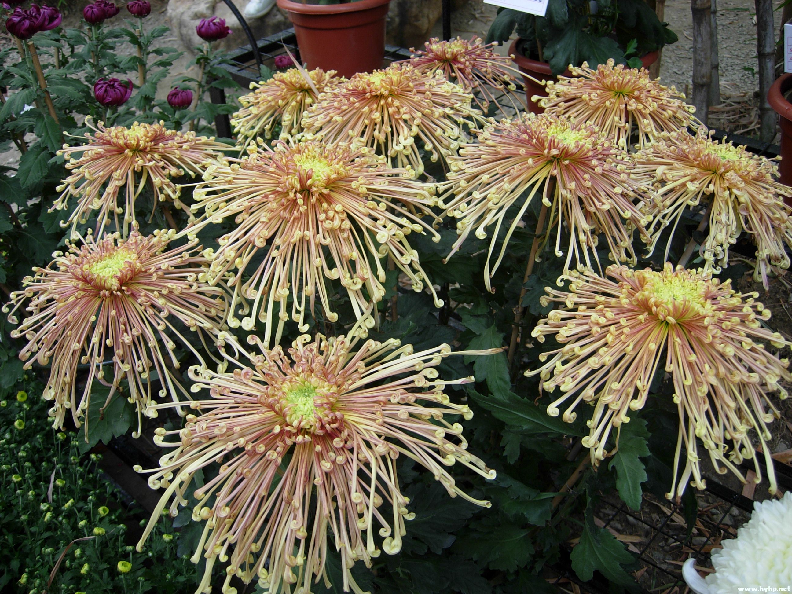 DSCN3968.JPG