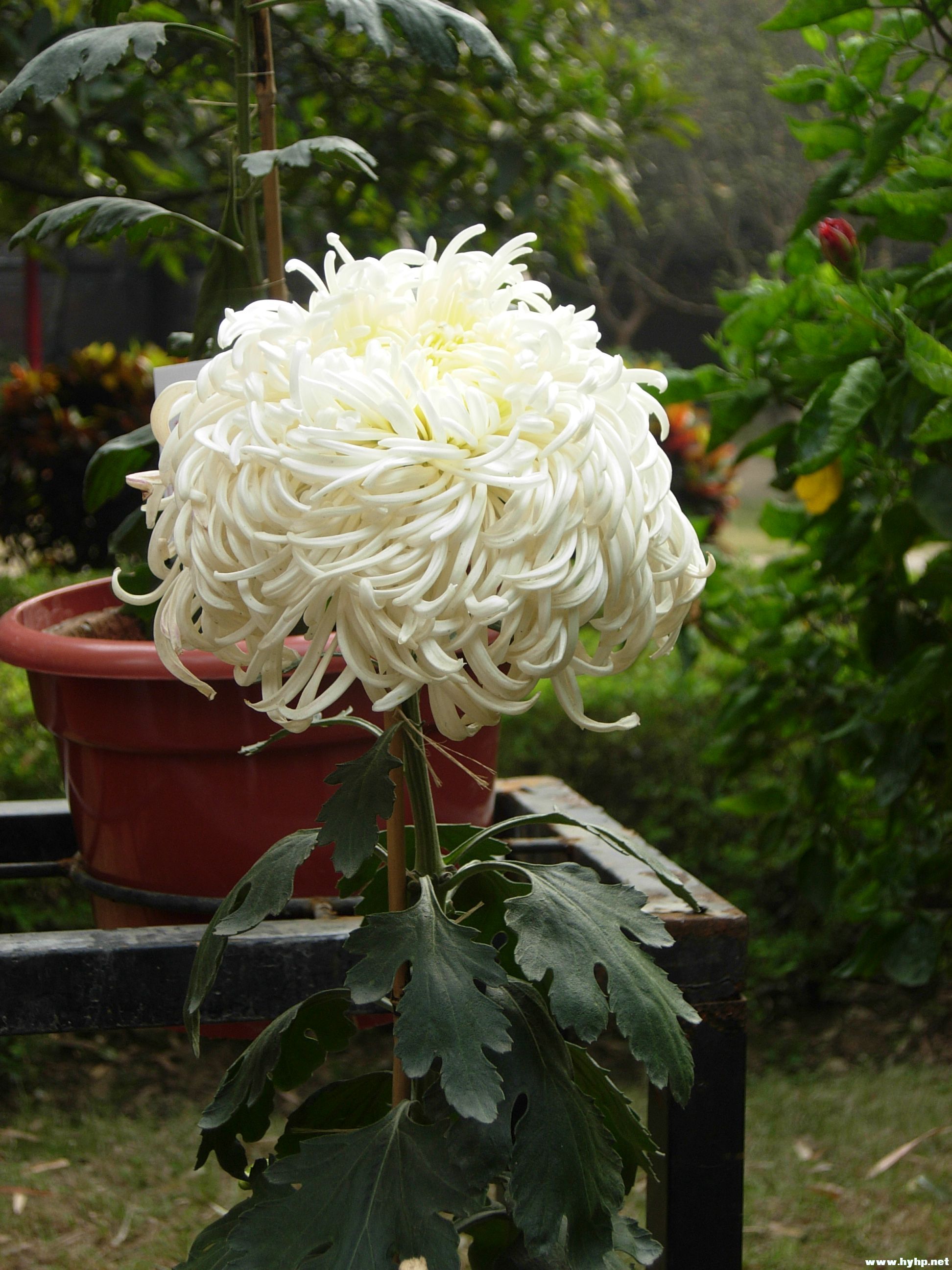 DSCN3976.JPG