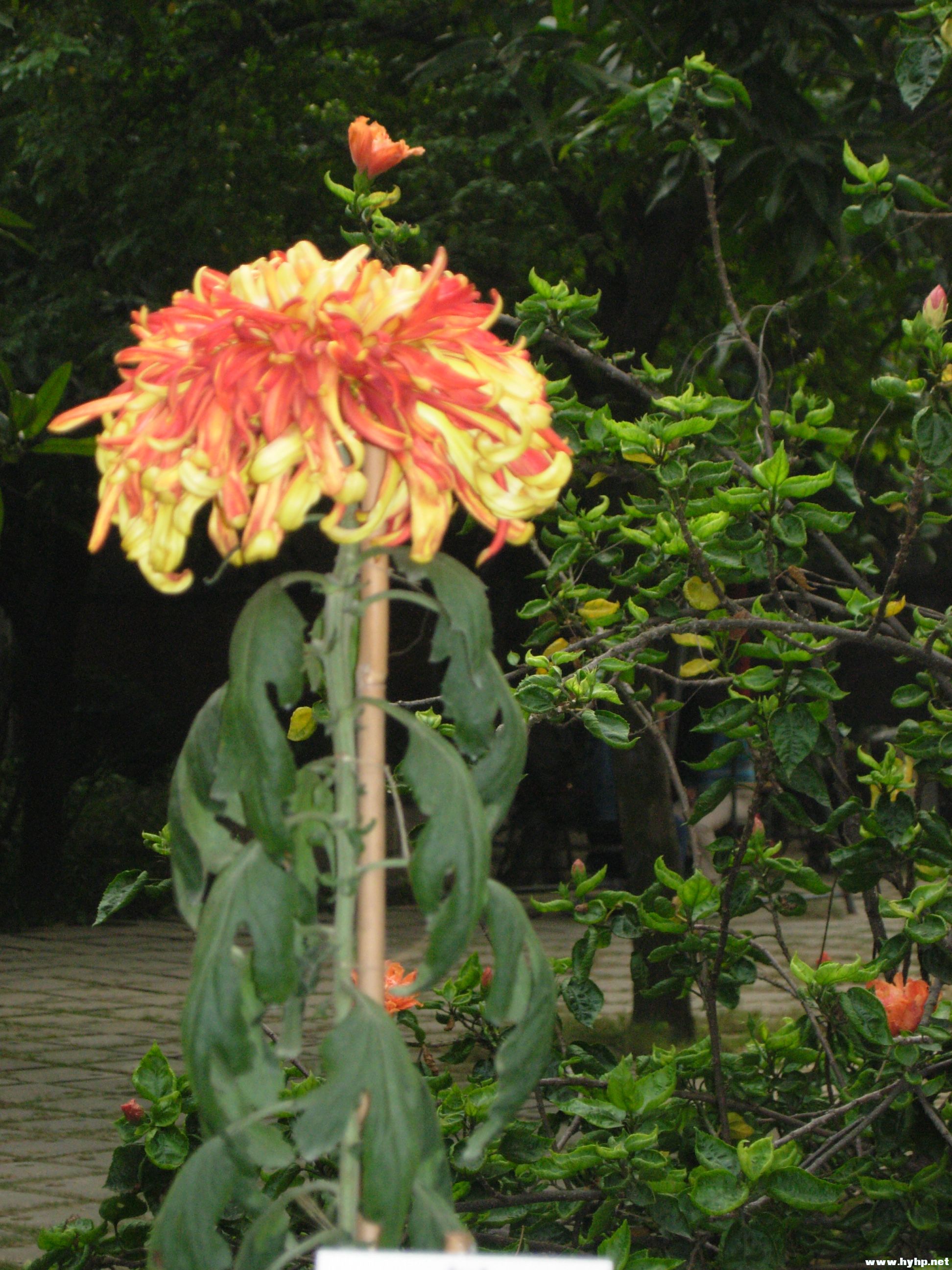 DSCN3975.JPG