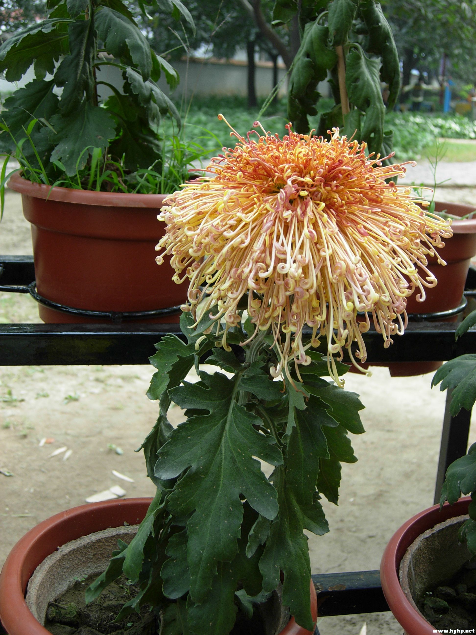 DSCN3958.JPG
