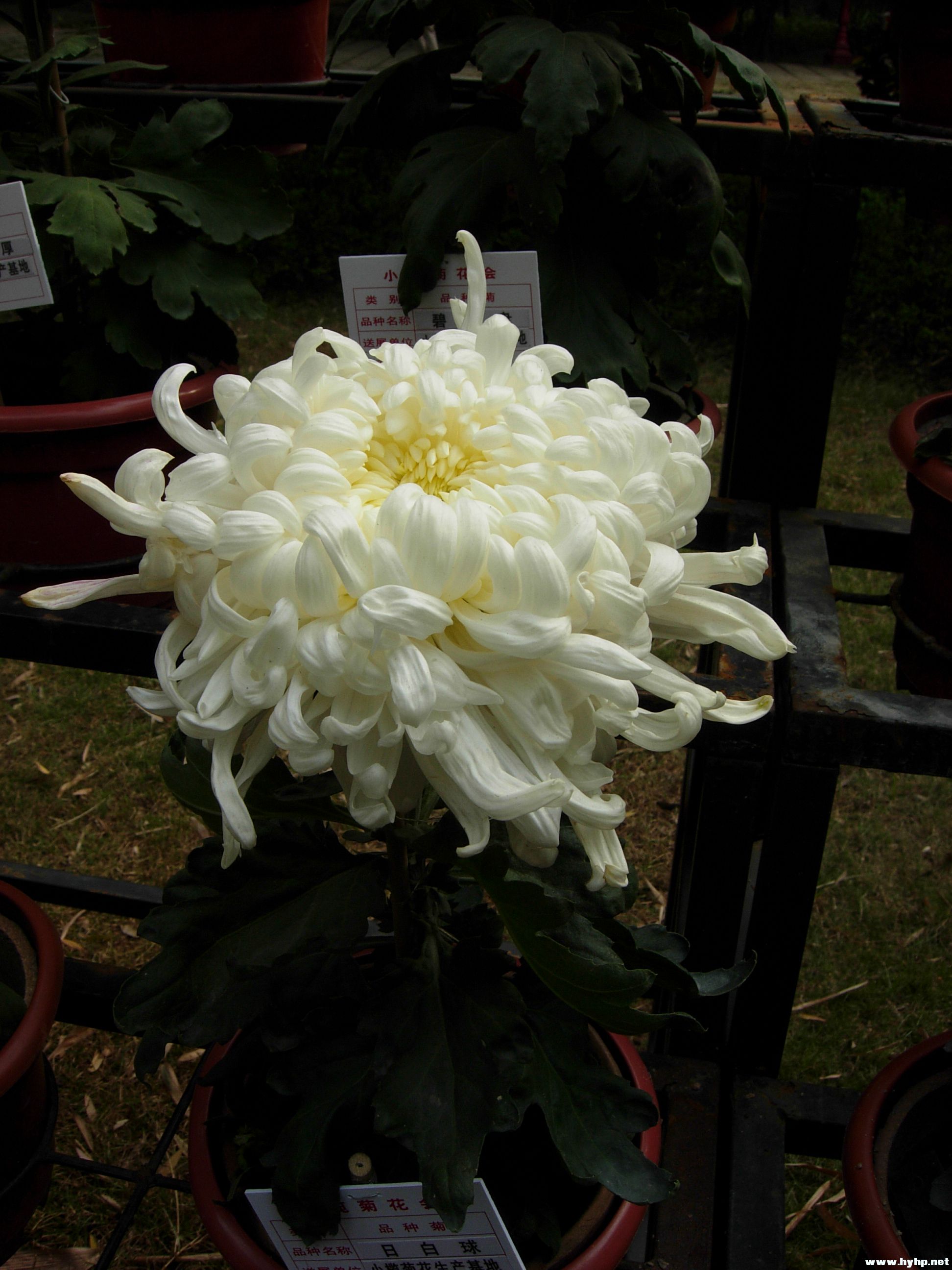 DSCN3978.JPG