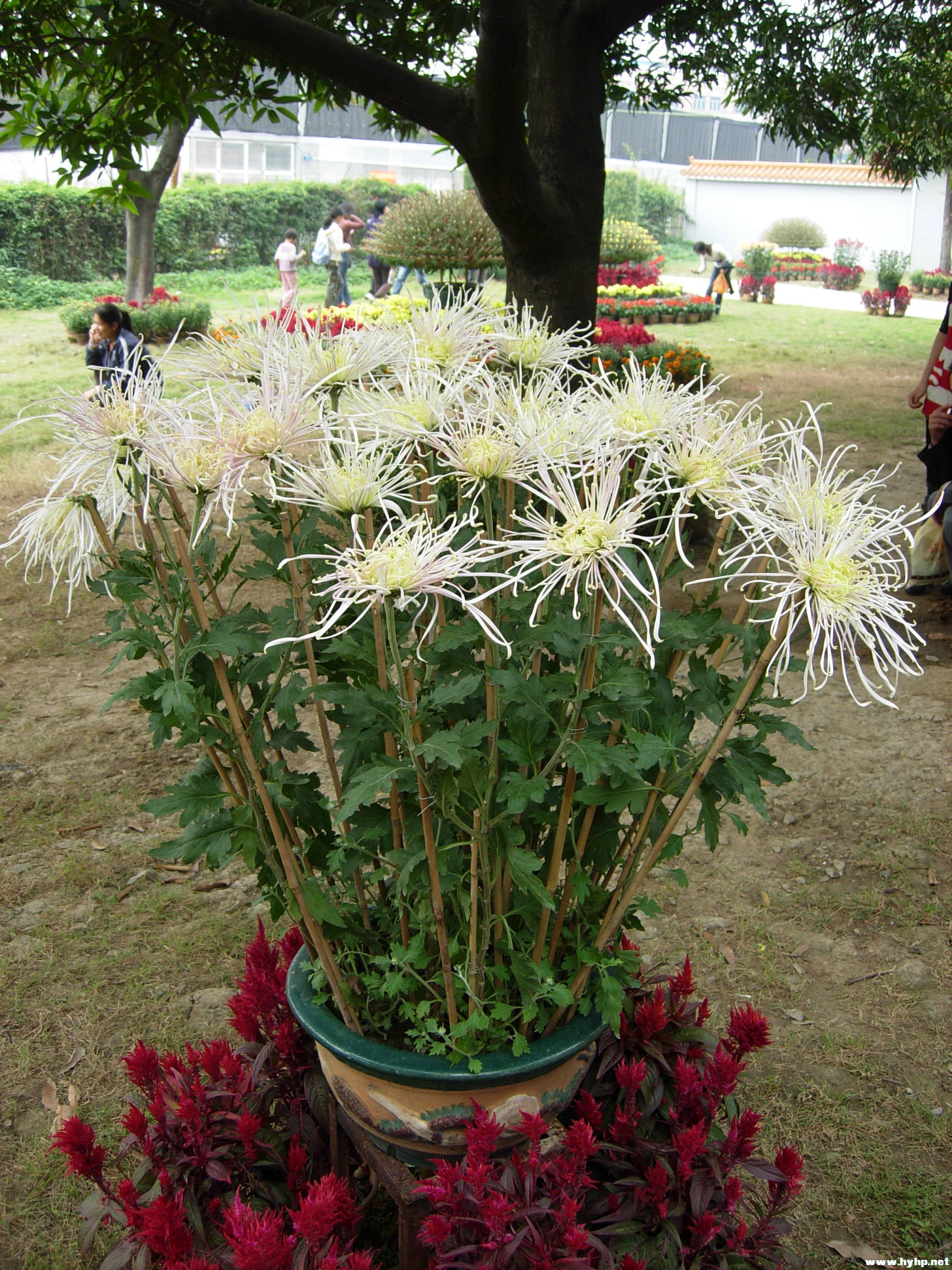 DSCN4008.JPG