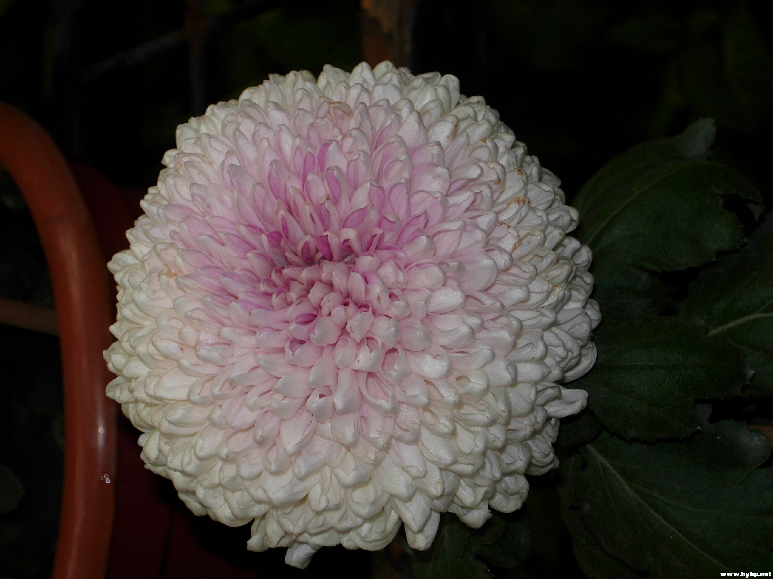 DSCN3995.JPG
