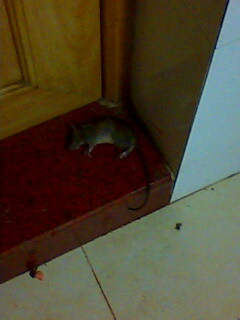 IMG0154A.jpg