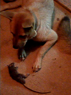 IMG0223A.jpg