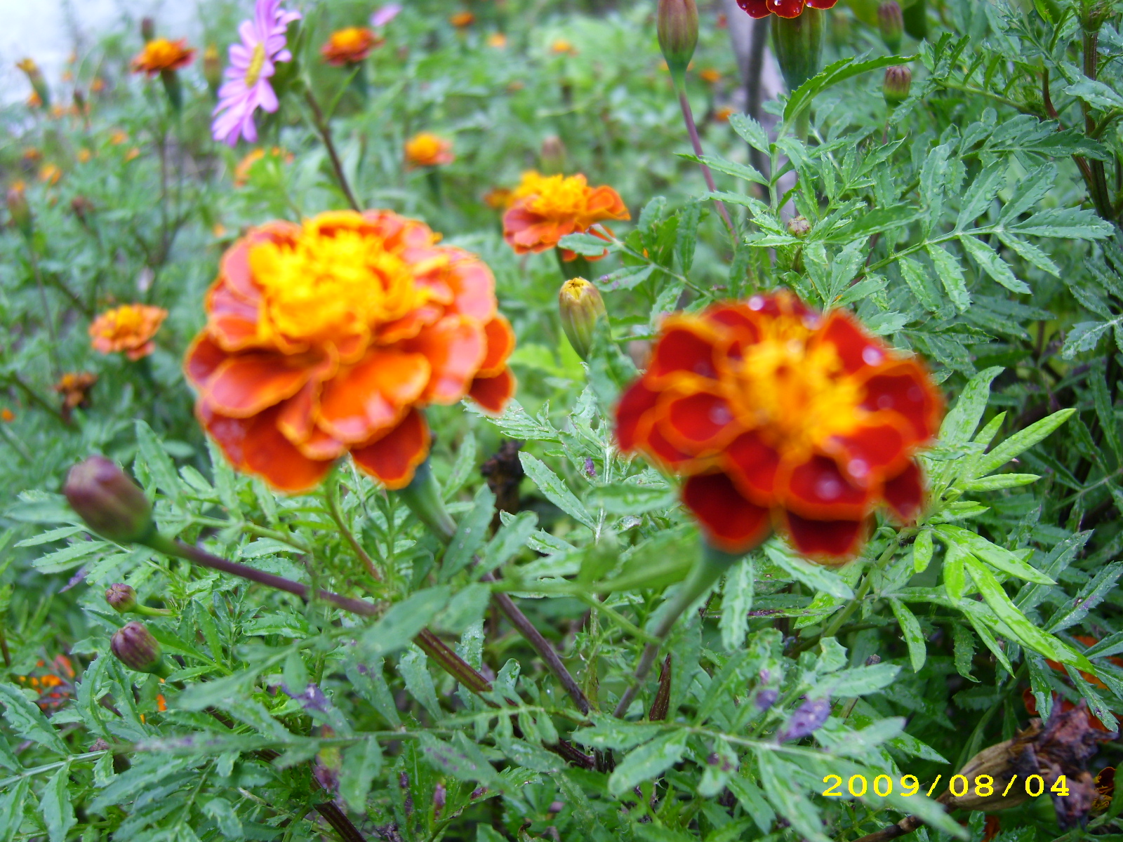IMG_3016.JPG