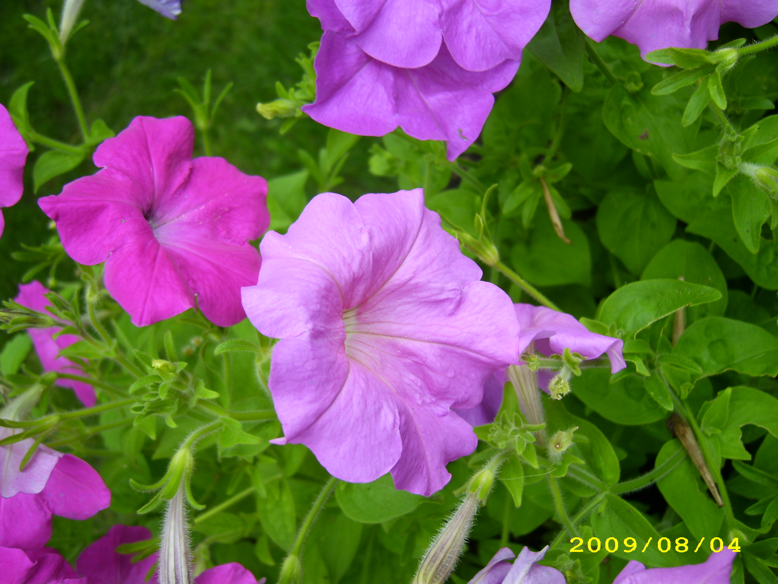 IMG_2978.JPG