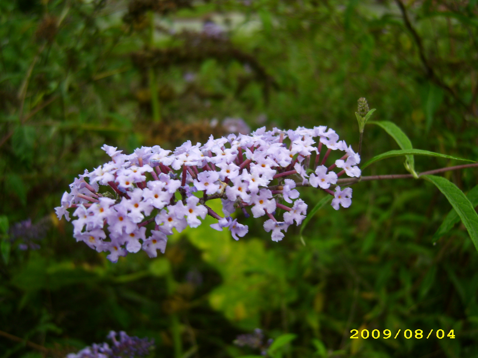 IMG_3020.JPG