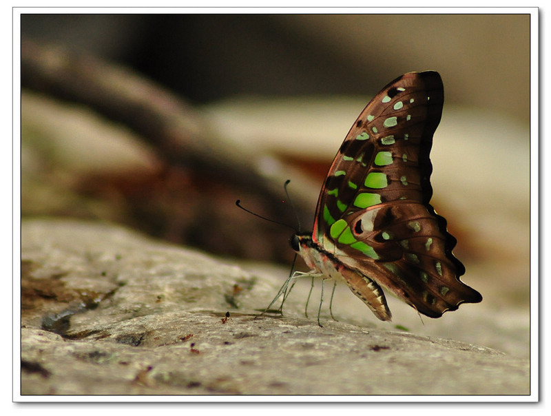 DSC_0108_nEO_IMG.jpg