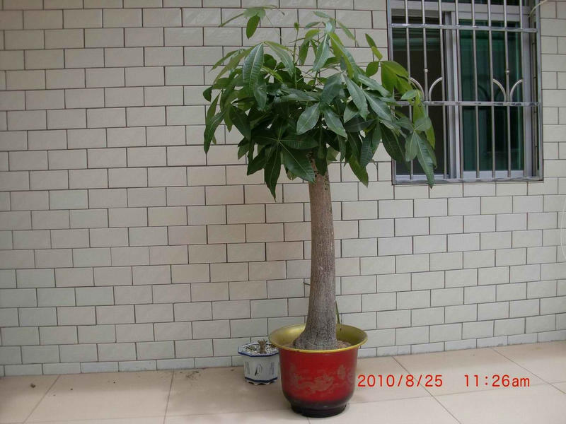 CIMG0152.JPG