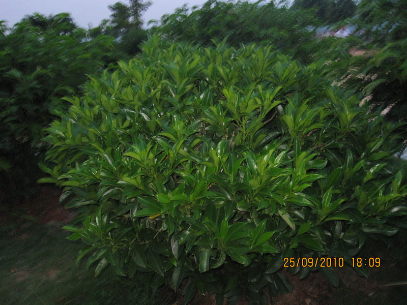 IMG_3083.JPG