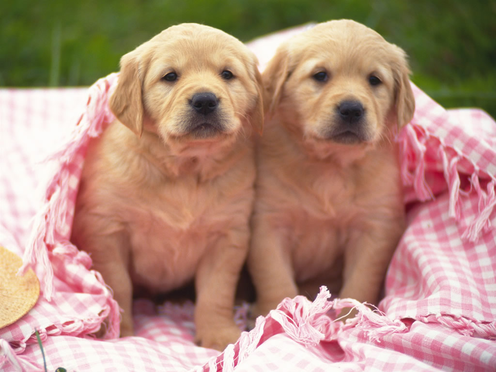 dog8037[1].jpg