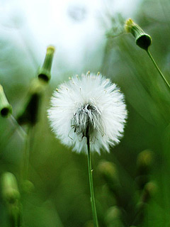 0G43114303.jpg
