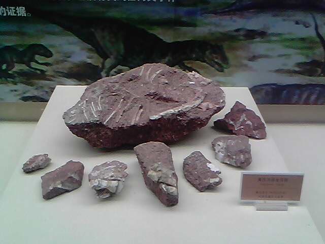 IMG0225A.jpg
