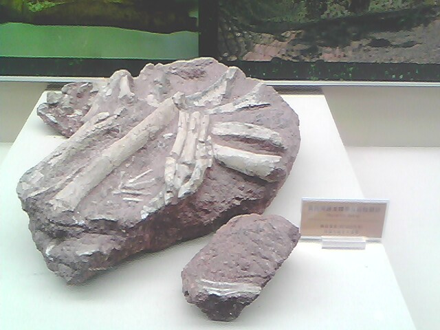 IMG0208A.jpg