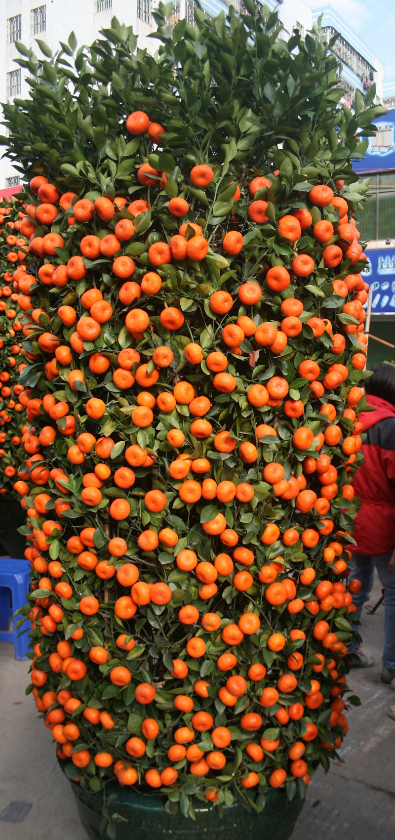 20110128 033.jpg