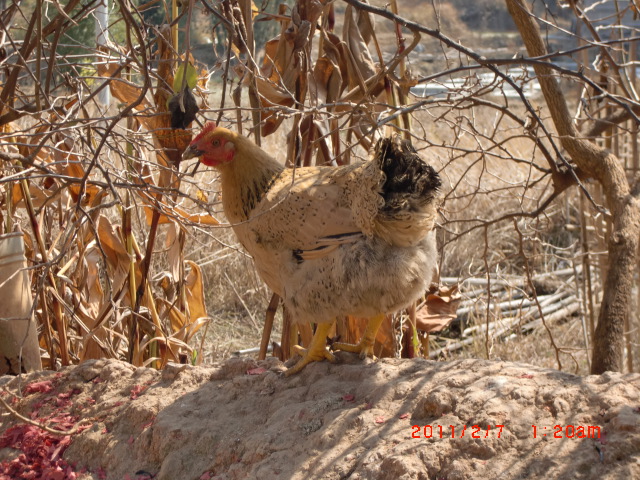 CIMG0843.JPG