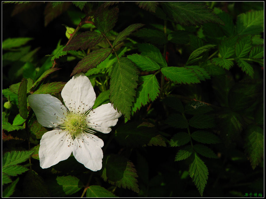 Ƭ 066.jpg
