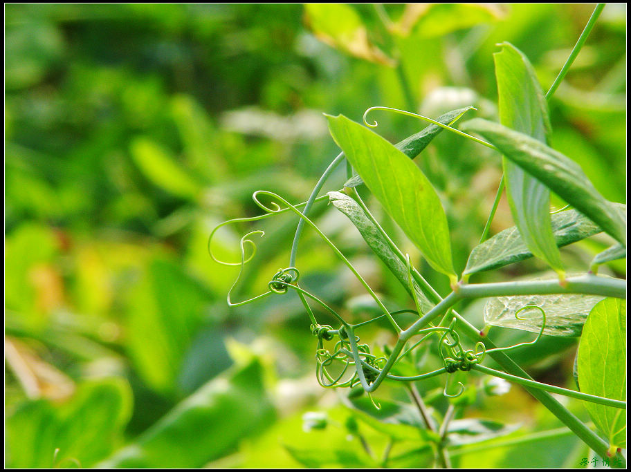 Ƭ 089.jpg