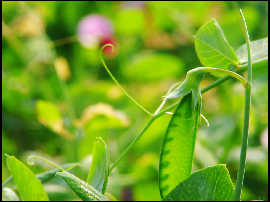 Ƭ 092.jpg