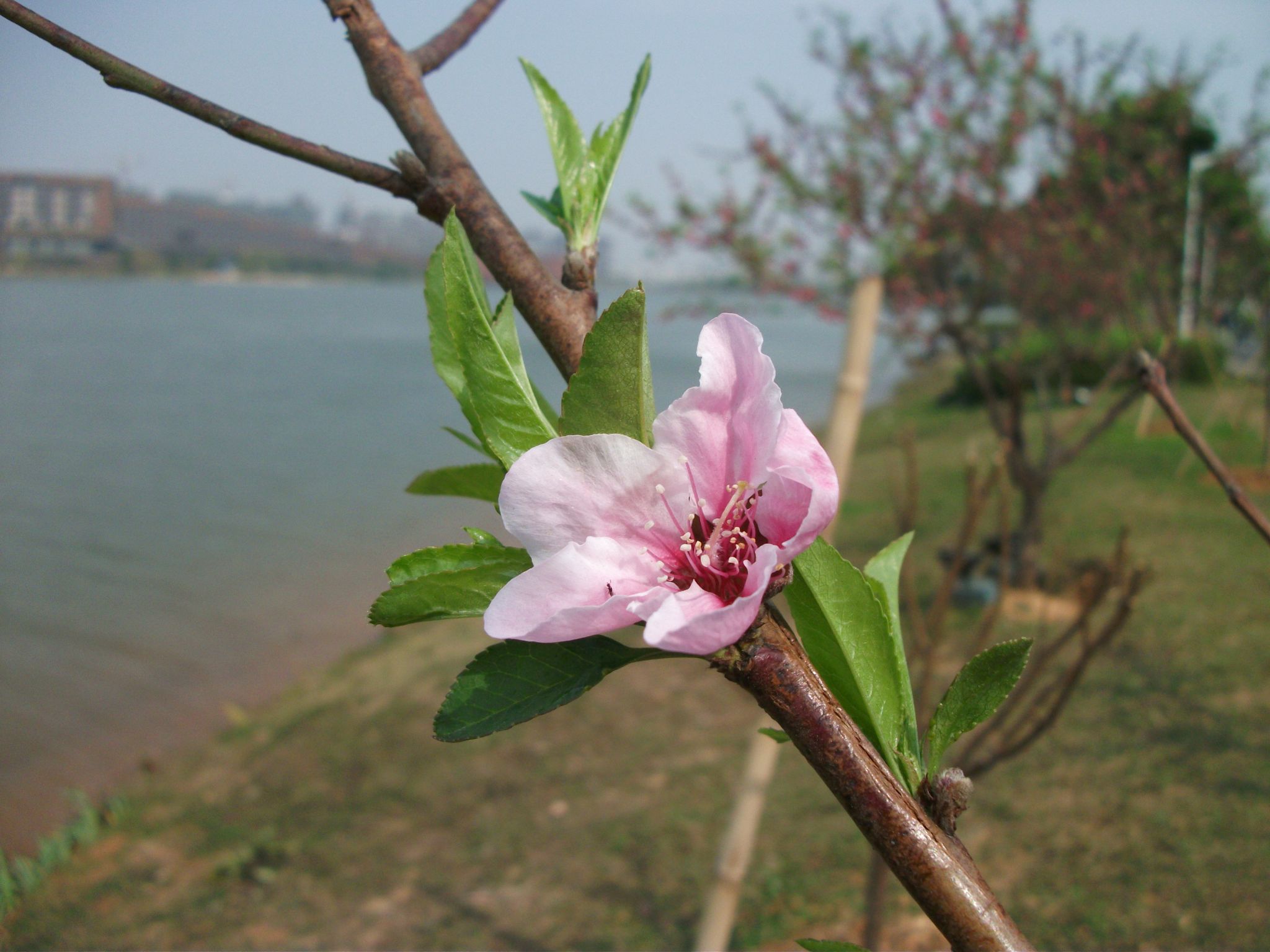 DSCF0442.JPG