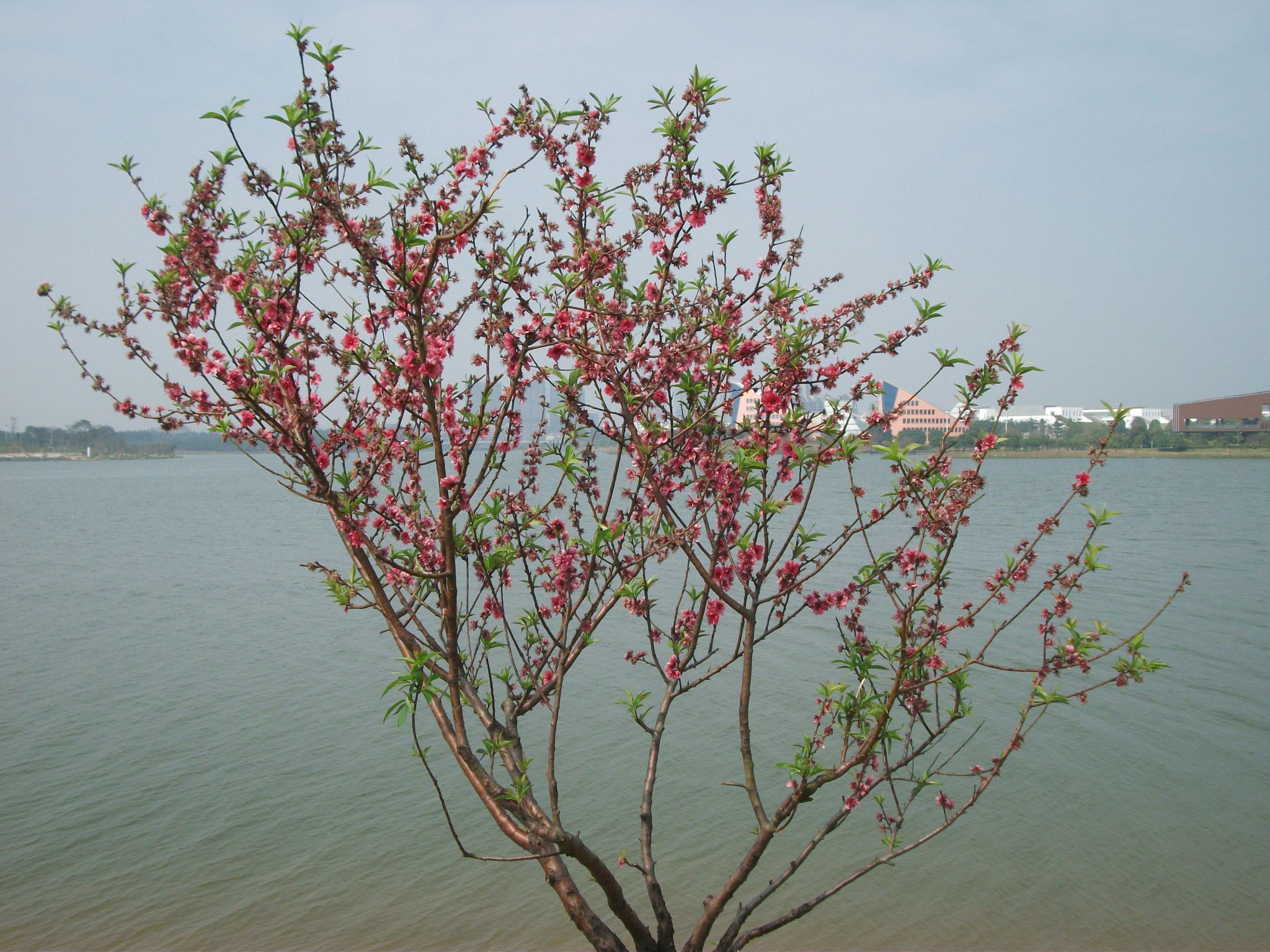 DSCF0439.JPG