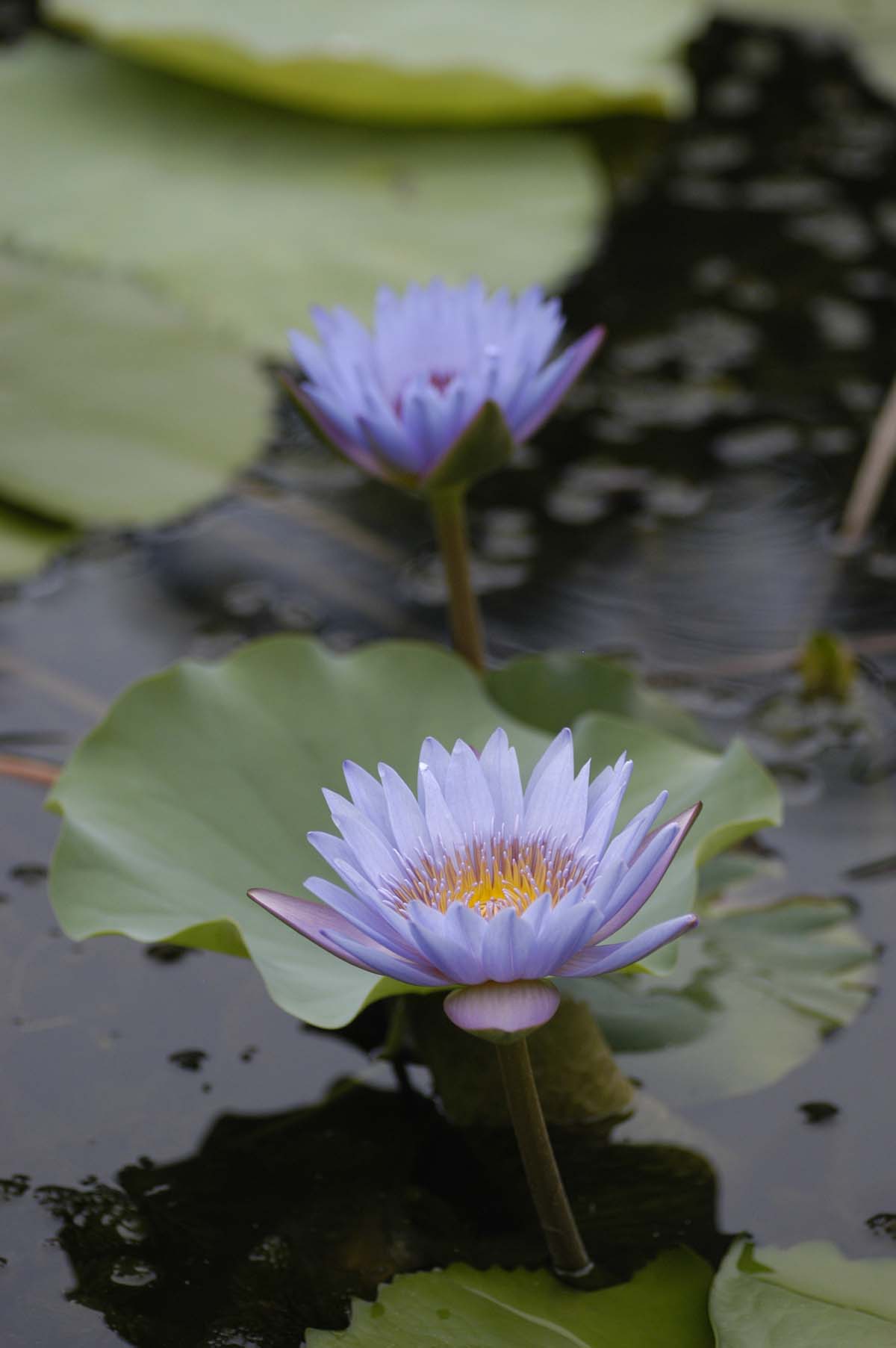 DSC_6071.JPG