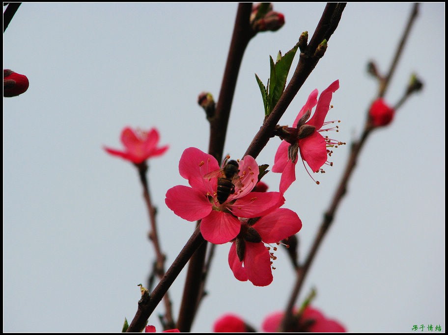 Ƭ 005.jpg