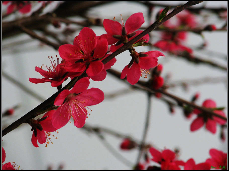 Ƭ 008.jpg