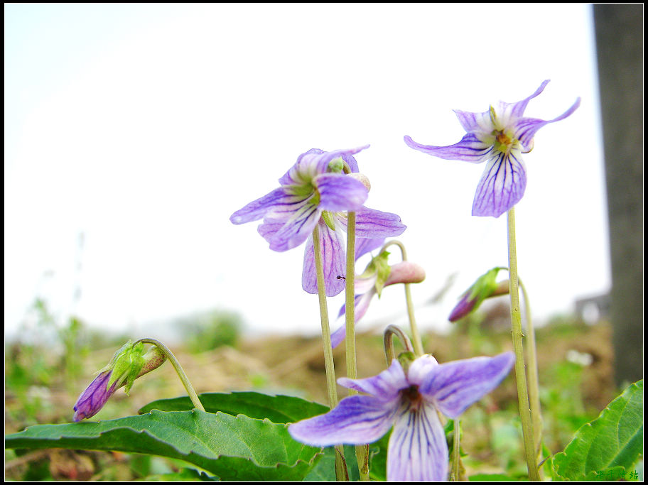Ƭ 044.jpg