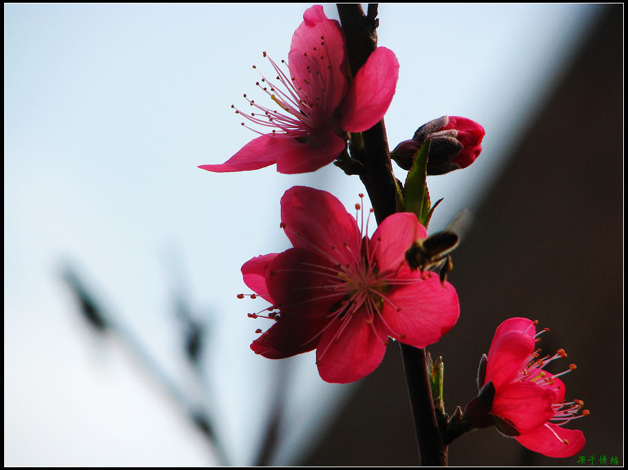 Ƭ 038.jpg