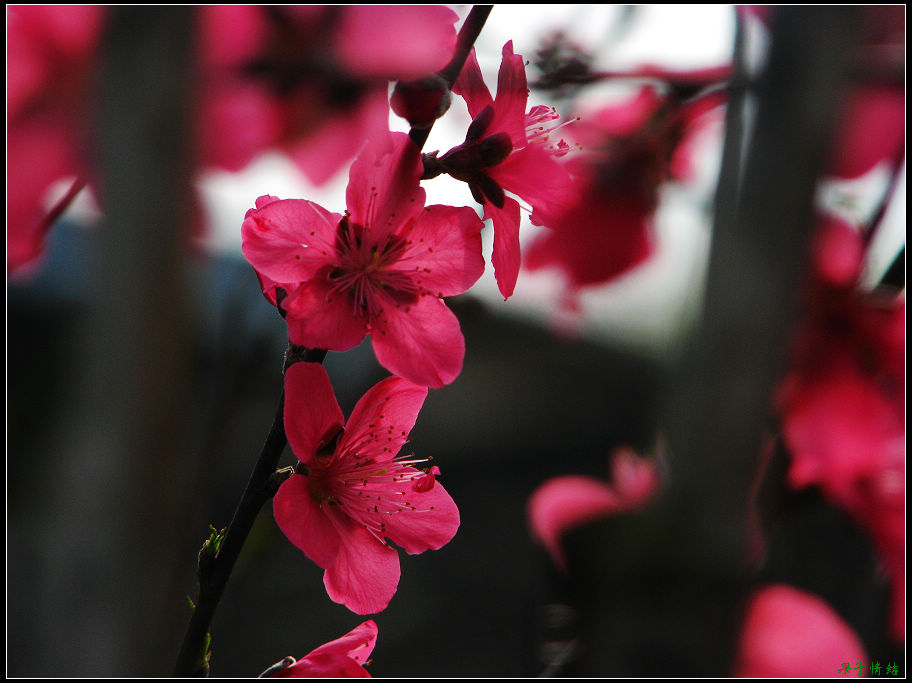 Ƭ 026.jpg