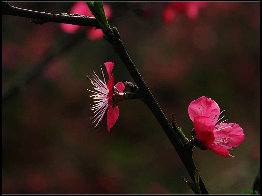 Ƭ 027.jpg