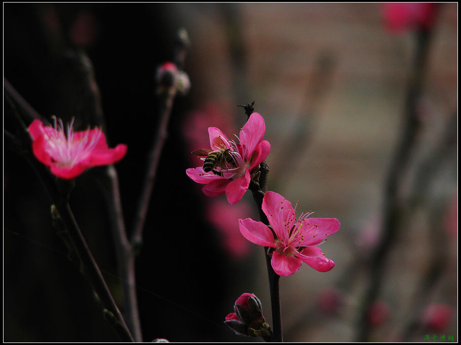 Ƭ 021.jpg