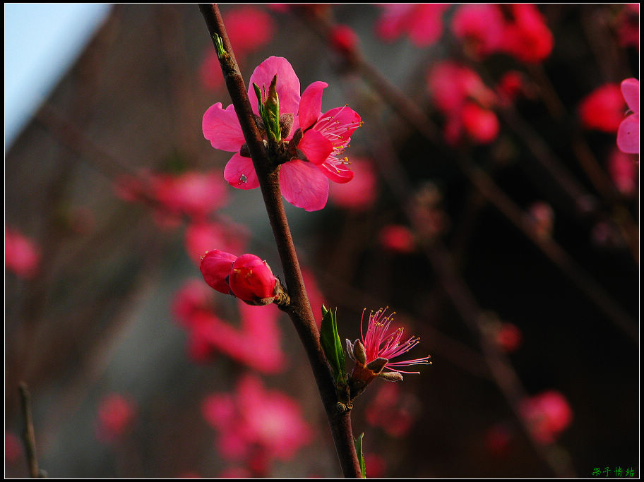 Ƭ 051.jpg