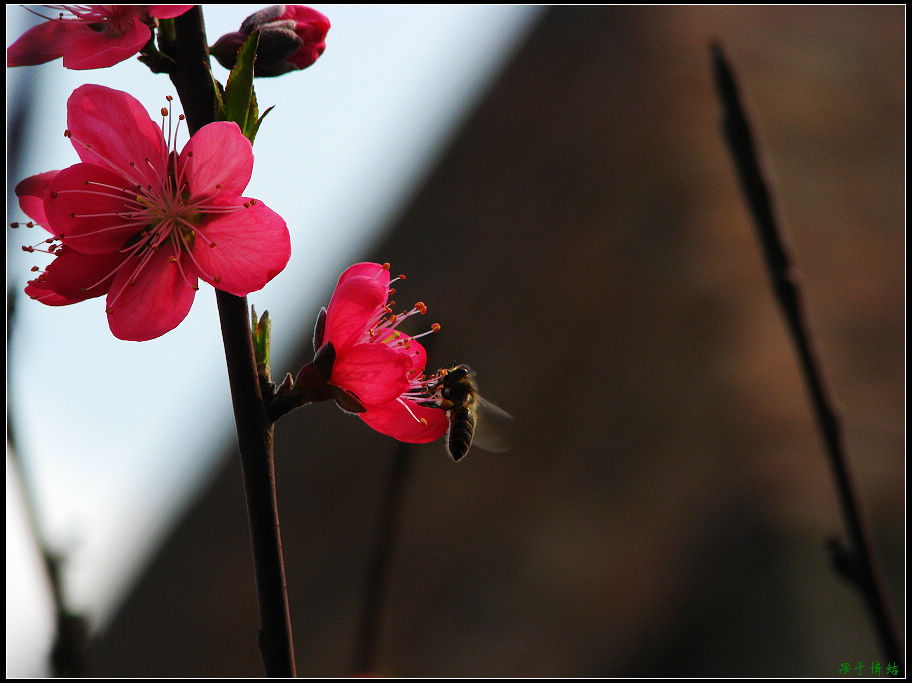 Ƭ 031.jpg