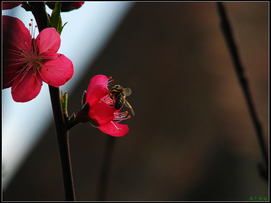 Ƭ 033.jpg