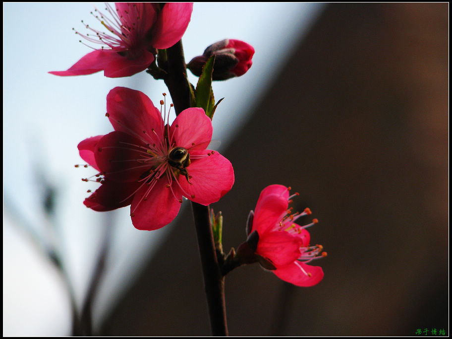 Ƭ 036.jpg
